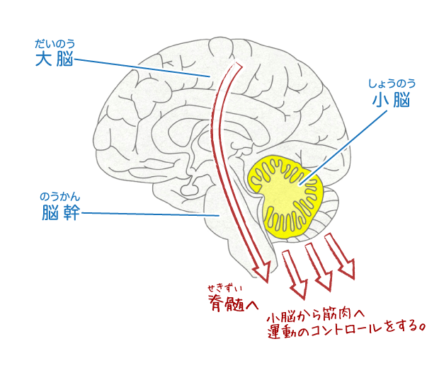 脳のしくみ