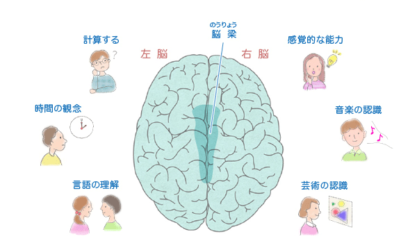 右脳は創造的な思考左脳は論理的