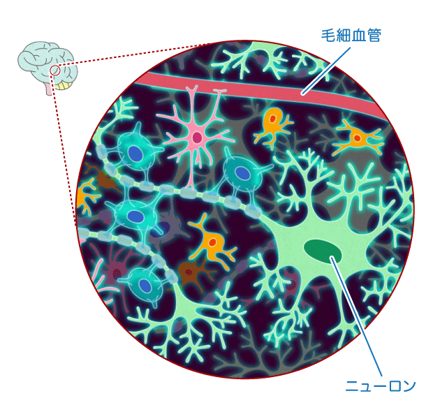 脳 からだとくすりのはなし 中外製薬