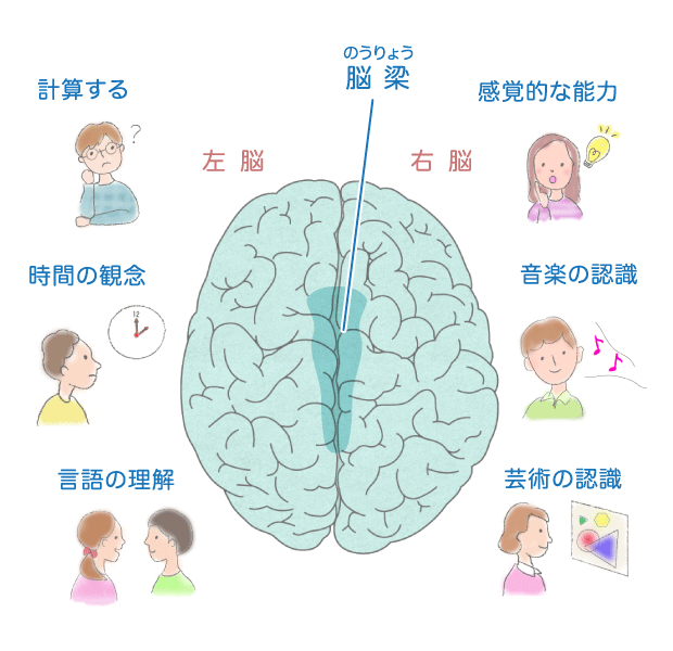 右脳は創造的な思考左脳は論理的