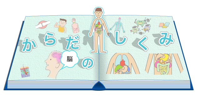 大特価 脳のしくみがわかる本 小脳の働きから脳の病気の