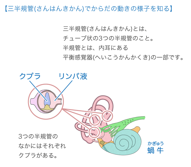 耳 からだとくすりのはなし 中外製薬