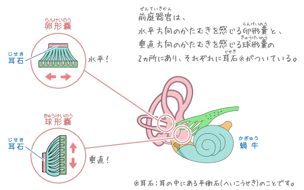 なぜ耳はふたつあるの？