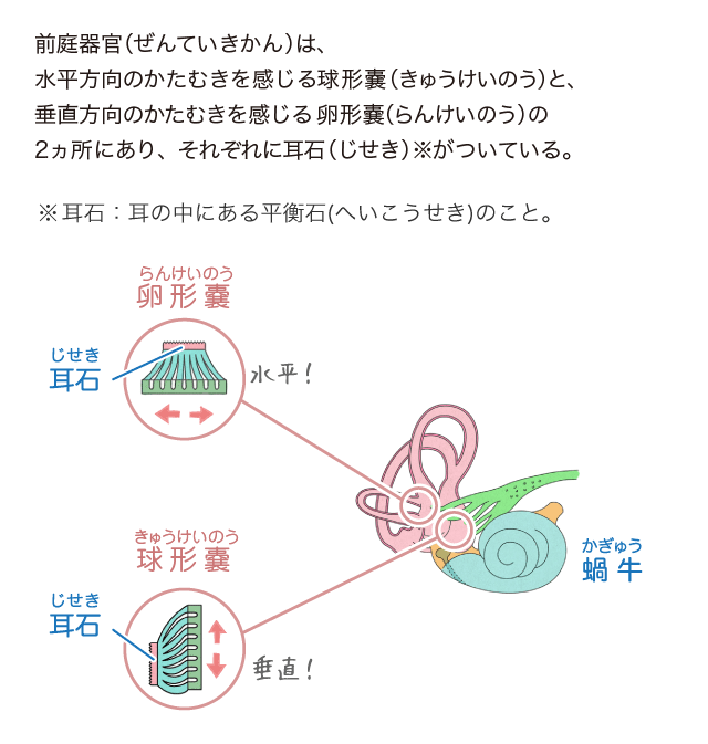 なぜ耳はふたつあるの？