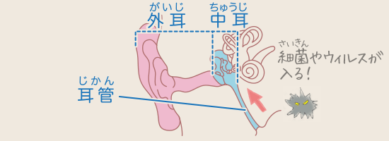 耳 からだとくすりのはなし 中外製薬 耳 からだとくすりのはなし 中外製薬