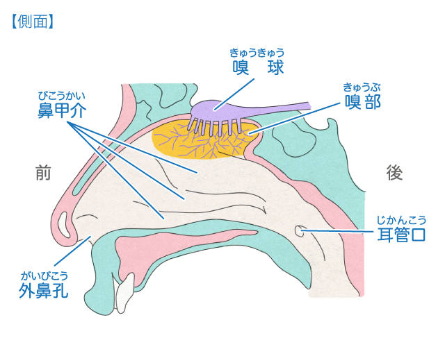 鼻 からだとくすりのはなし 中外製薬