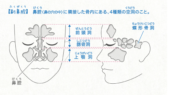 副鼻腔