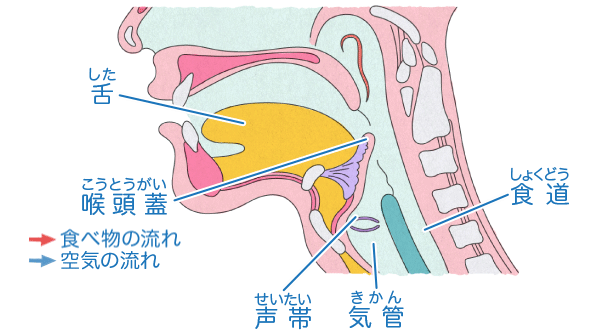 口 からだとくすりのはなし 中外製薬 口 からだとくすりのはなし 中外製薬
