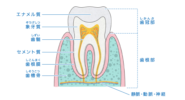 歯の神経