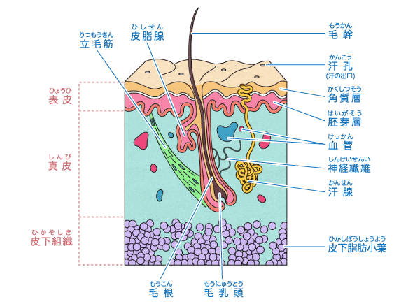 皮膚のしくみ