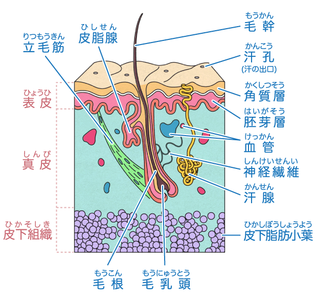 皮膚のしくみ