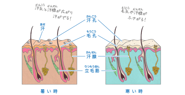 汗がでるしくみ