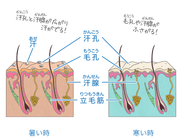 汗がでるしくみ