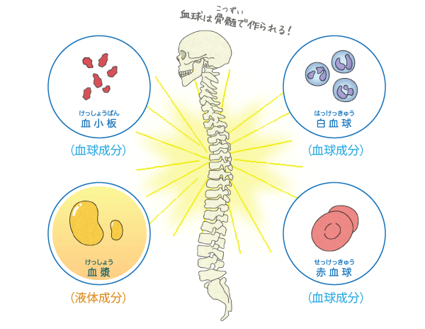 心臓のつくりとはたらき フクダ電子