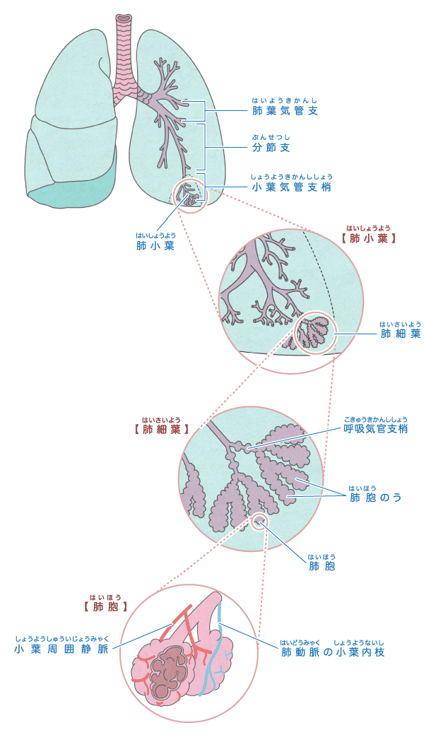 肺 からだとくすりのはなし 中外製薬