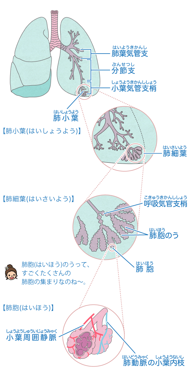 肺 からだとくすりのはなし 中外製薬