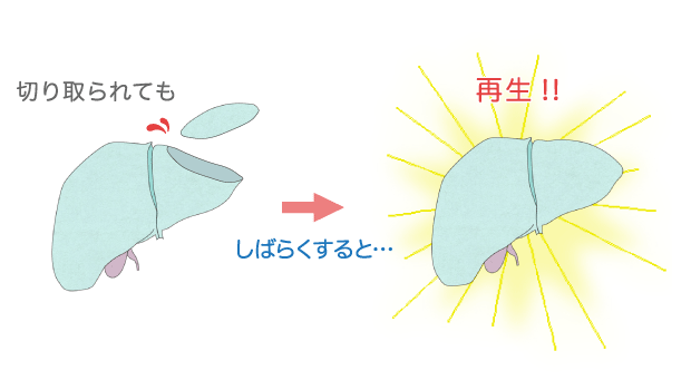 肝臓 を よく する に は