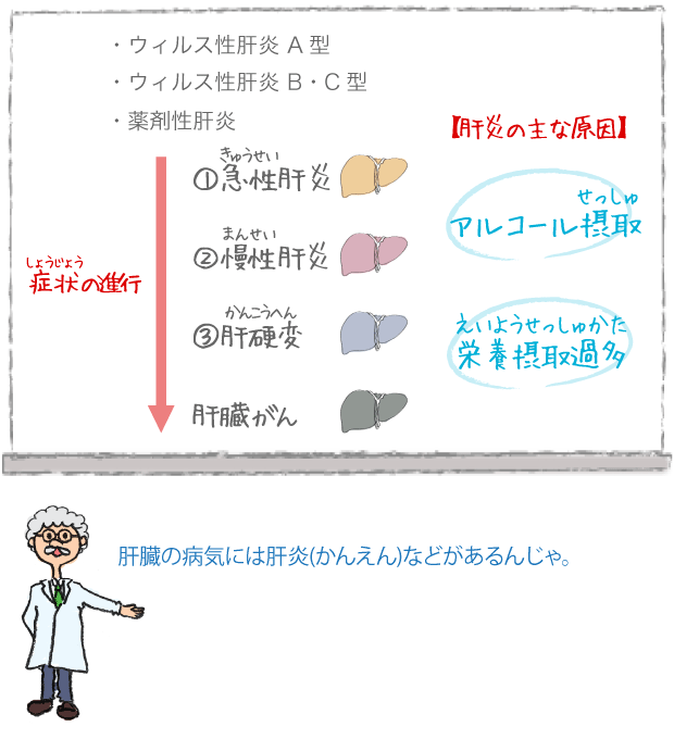 肝臓 からだとくすりのはなし 中外製薬