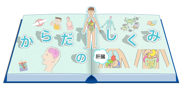 肝臓 からだとくすりのはなし 中外製薬