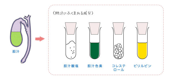 胆汁に含まれる成分：胆汁酸塩、胆汁色素、コレステロール、ビリルビリン