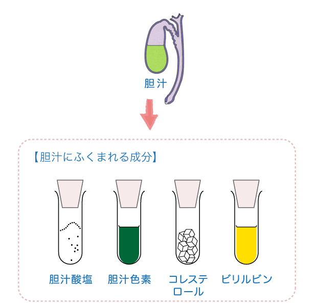 胆汁に含まれる成分