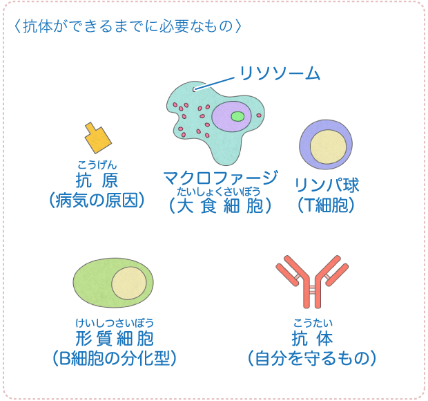 抗体ができるまでに必要なもの