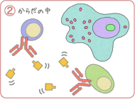 からだの中