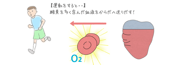 酸素を多く含んだ血液をからだへ送りだす！