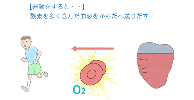 酸素を多く含んだ血液をからだへ送りだす！