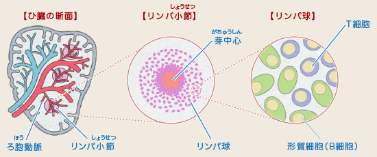 ひ臓 からだとくすりのはなし 中外製薬