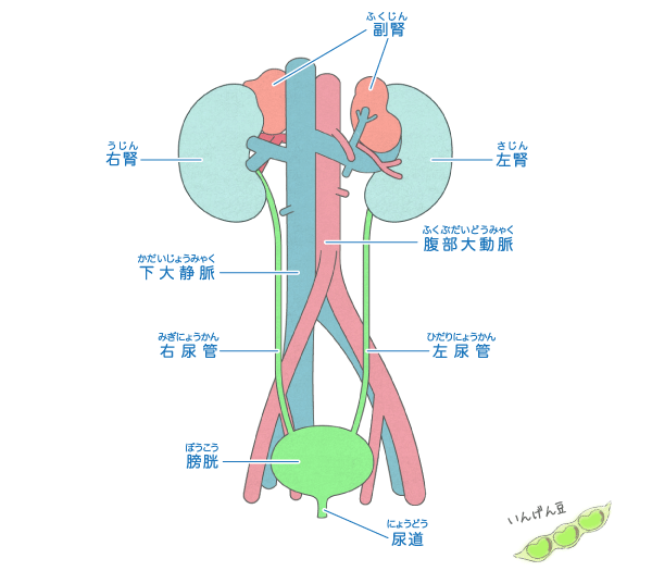 じん臓