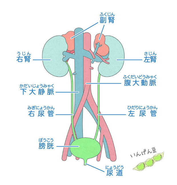 じん臓