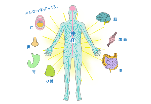 からだ中の器官が神経でつながっている