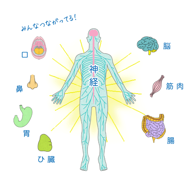 からだ中の器官が神経でつながっている