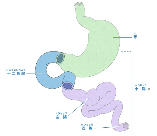 十二指腸