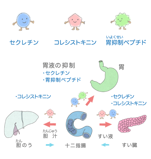 ホルモン