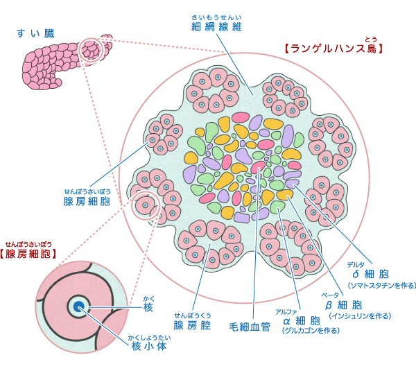 すい臓 からだとくすりのはなし 中外製薬