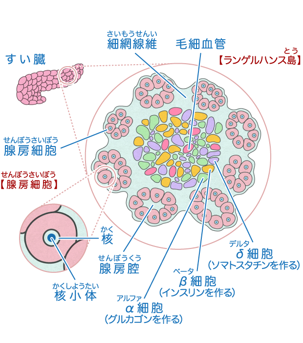 すい臓 からだとくすりのはなし 中外製薬