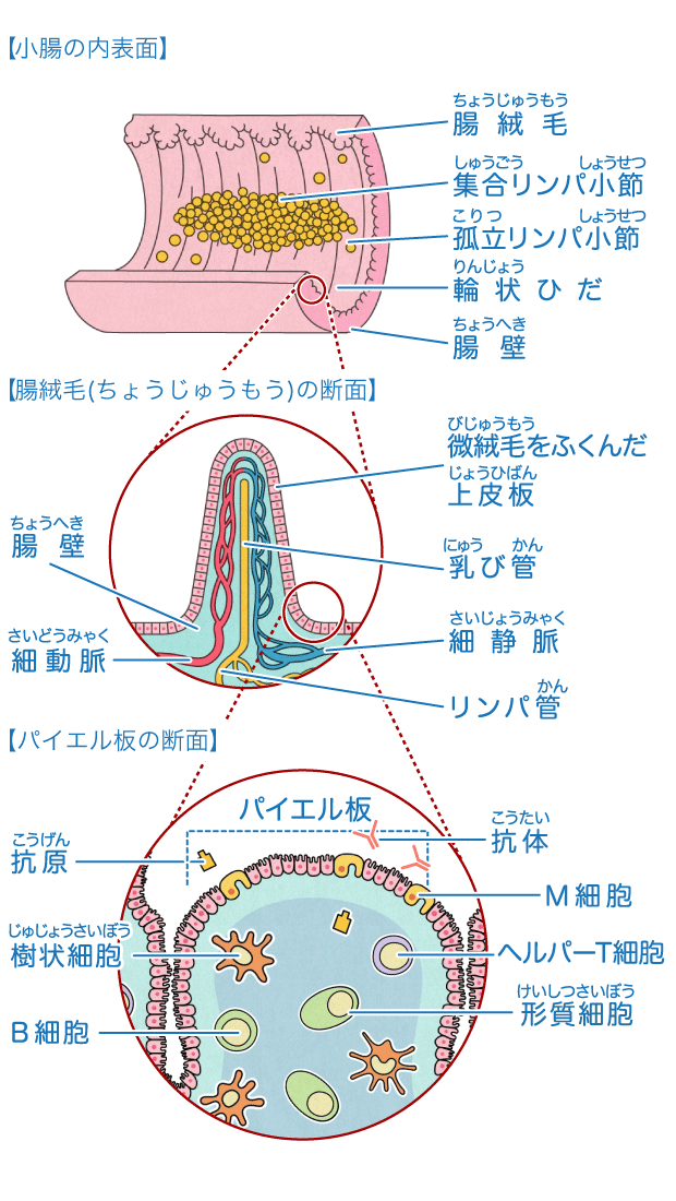 小腸 からだとくすりのはなし 中外製薬