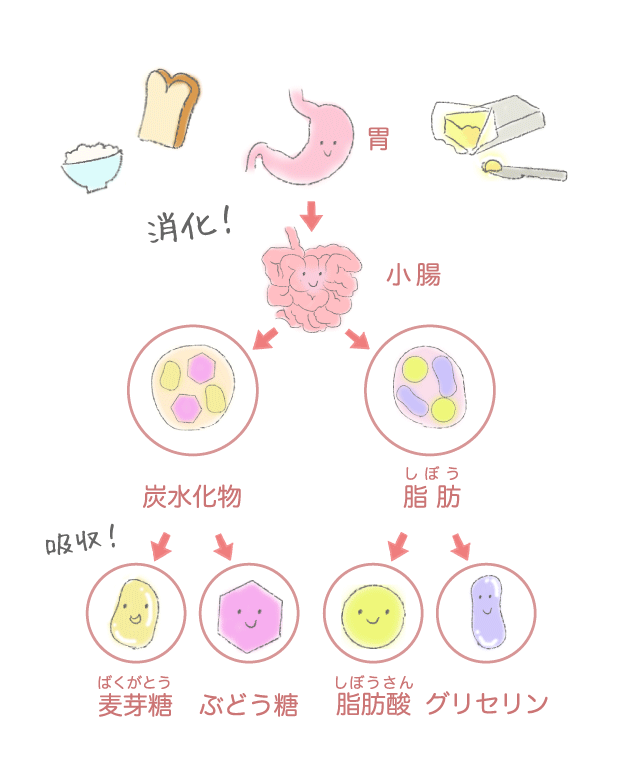 小腸｜からだとくすりのはなし｜中外製薬