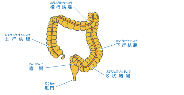 大腸の断面図
