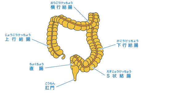 大腸 からだとくすりのはなし 中外製薬