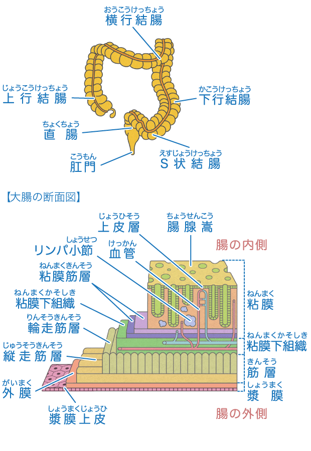 大腸の断面図