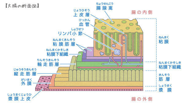 大腸の断面図