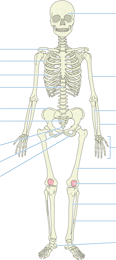 骨 からだとくすりのはなし 中外製薬