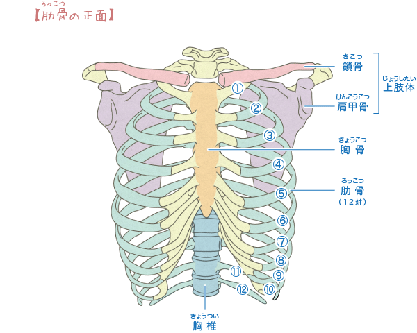 肋骨