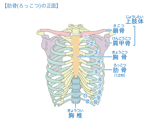 痛い 肋骨 真ん中 時々、右奥歯と胸の真ん中あたりが痛いんですが・・・