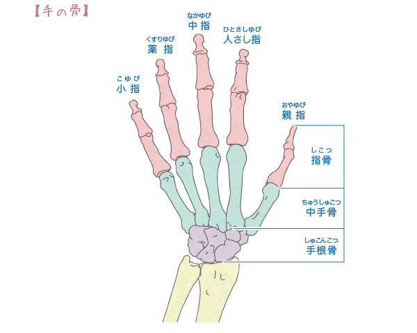 手の指