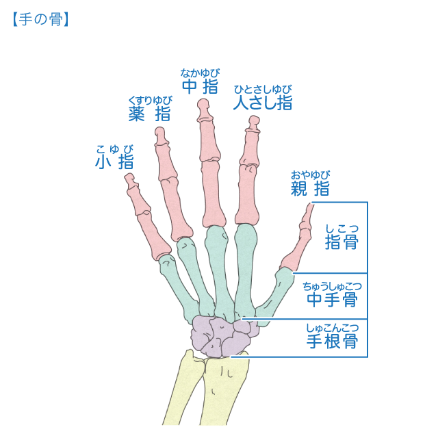 骨 からだとくすりのはなし 中外製薬