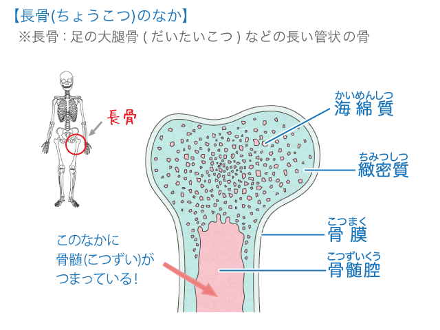 【長骨(ちょうこつ)のなか】